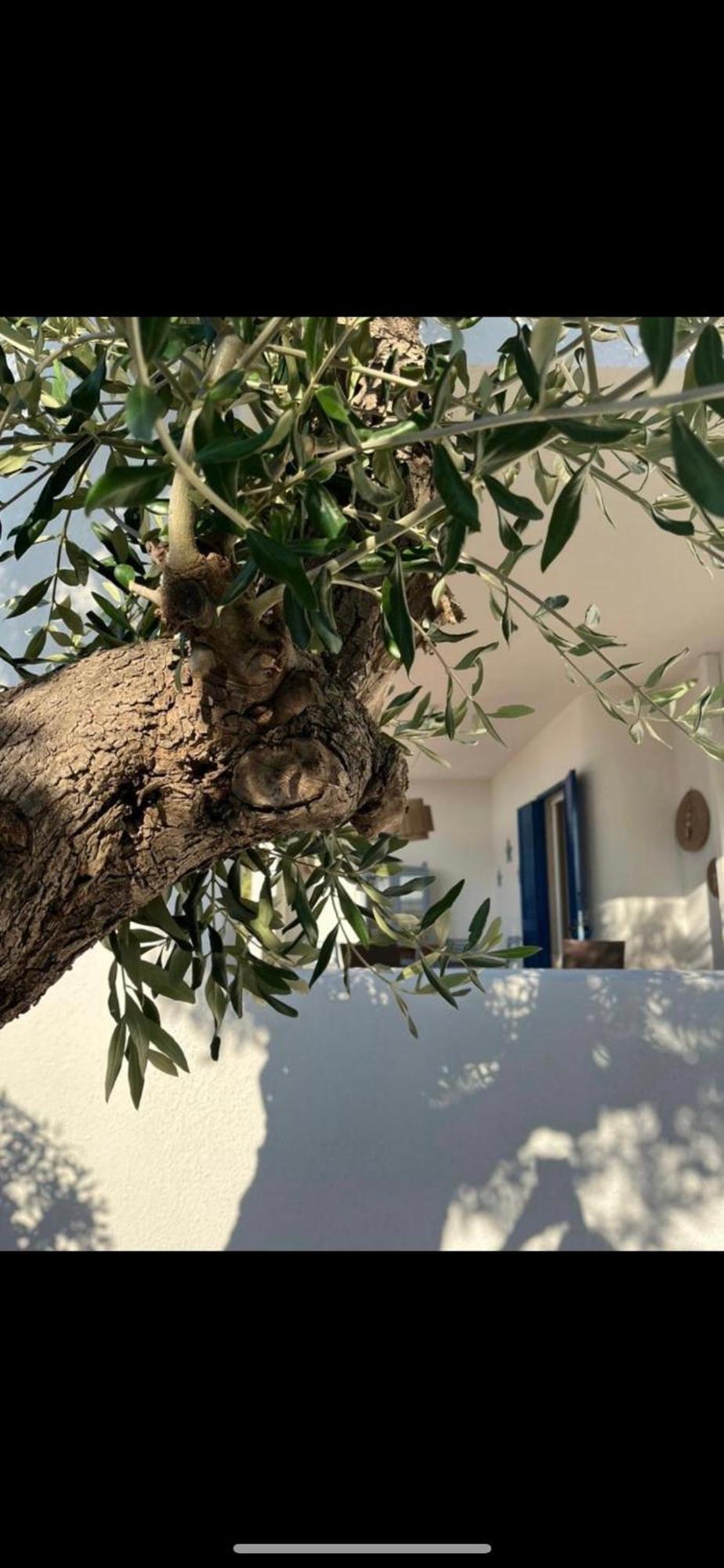Pugliamandia Villa Monopoli Dış mekan fotoğraf